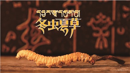 那曲新鮮冬蟲夏草什么時候采挖？